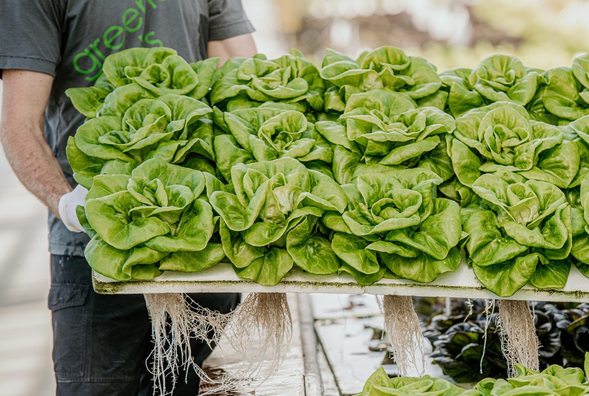 Southall's hydroponic greenhouse produces 400 pounds of lettuces each week.